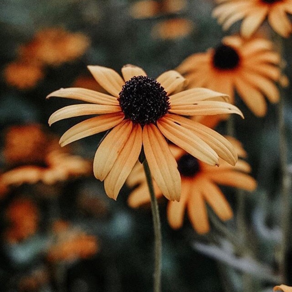 Meet your Posher, Maddie